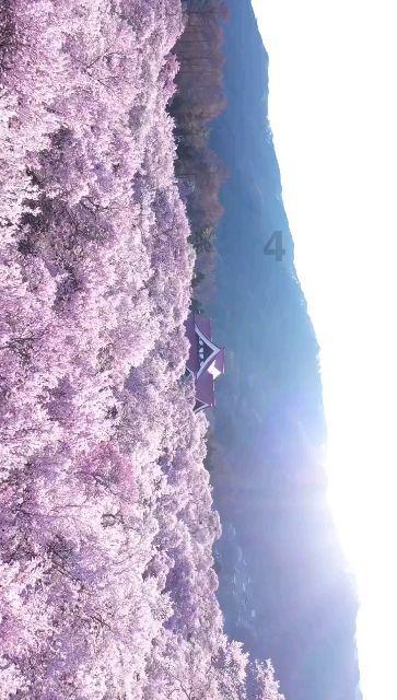 创作猫