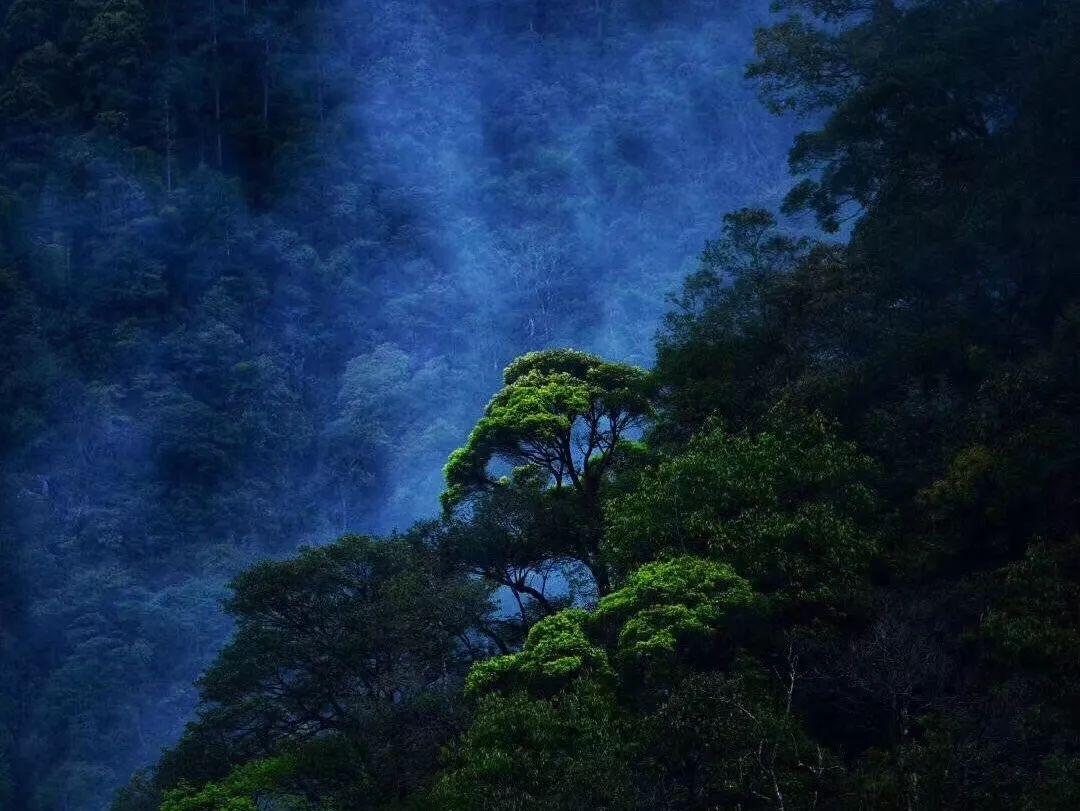 动物帮帮忙保卫家园