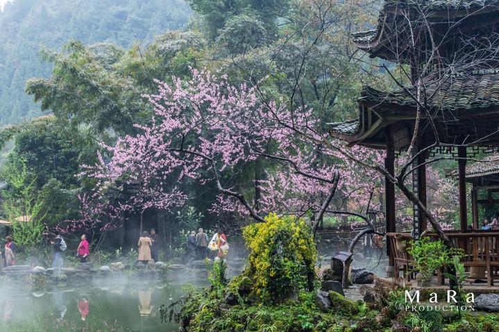 小仓鼠吃瓜子